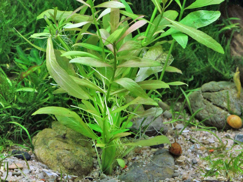 Indischer Wasserfreund - Hygrophila polysperma